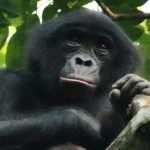 Une rencontre inoubliableObserver les bonobos dans leur habitat naturel est un moment rare et précieux. Vivez une aventure authentique au plus près de la nature.