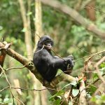Un trésor unique au monde 🌍Les bonobos, symbole de paix et d’intelligence, vous invitent à découvrir la richesse naturelle de la République Démocratique du Congo.