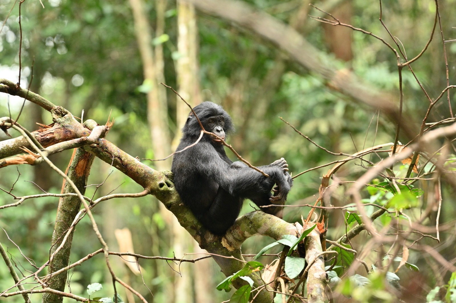 Un trésor unique au monde 🌍Les bonobos, symbole de paix et d’intelligence, vous invitent à découvrir la richesse naturelle de la République Démocratique du Congo.